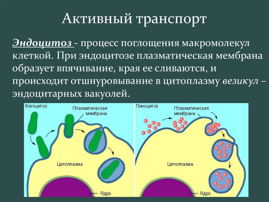 Презентация активный транспорт