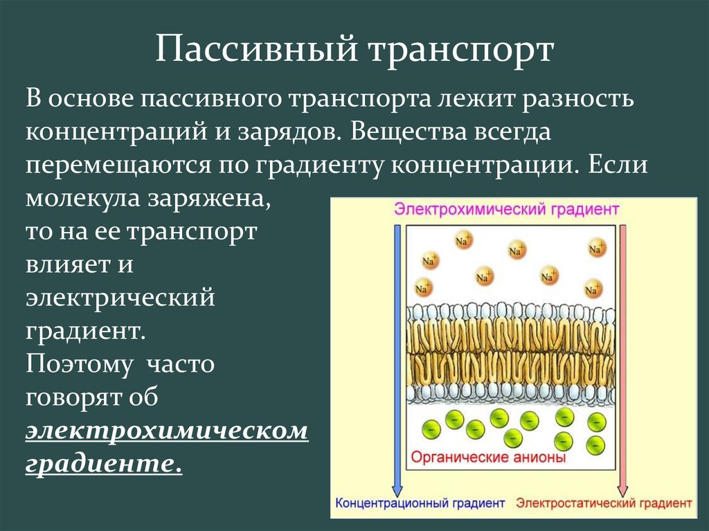 Транспорт веществ через мембрану презентация