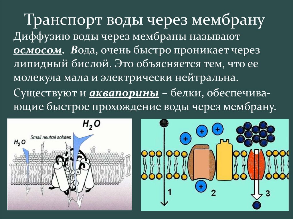 Презентация активный транспорт