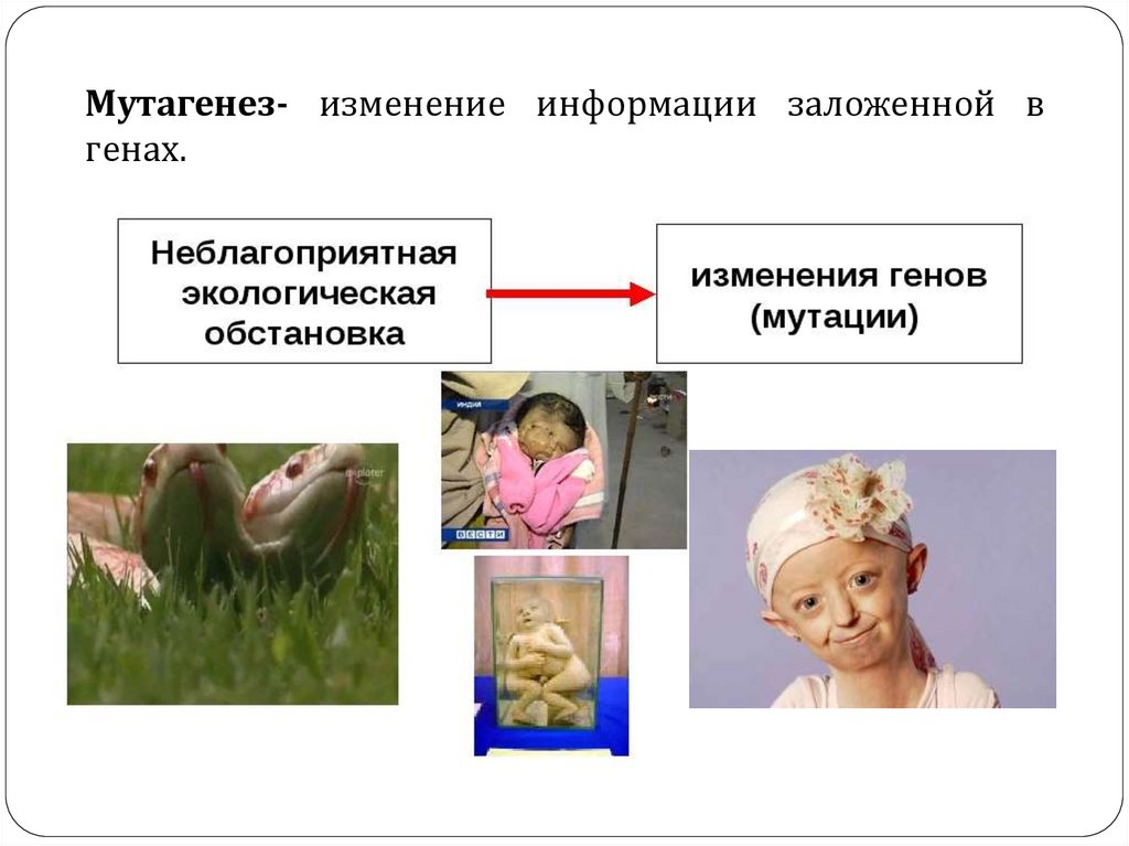 Обеспечение безопасности при неблагоприятной экологической обстановке презентация