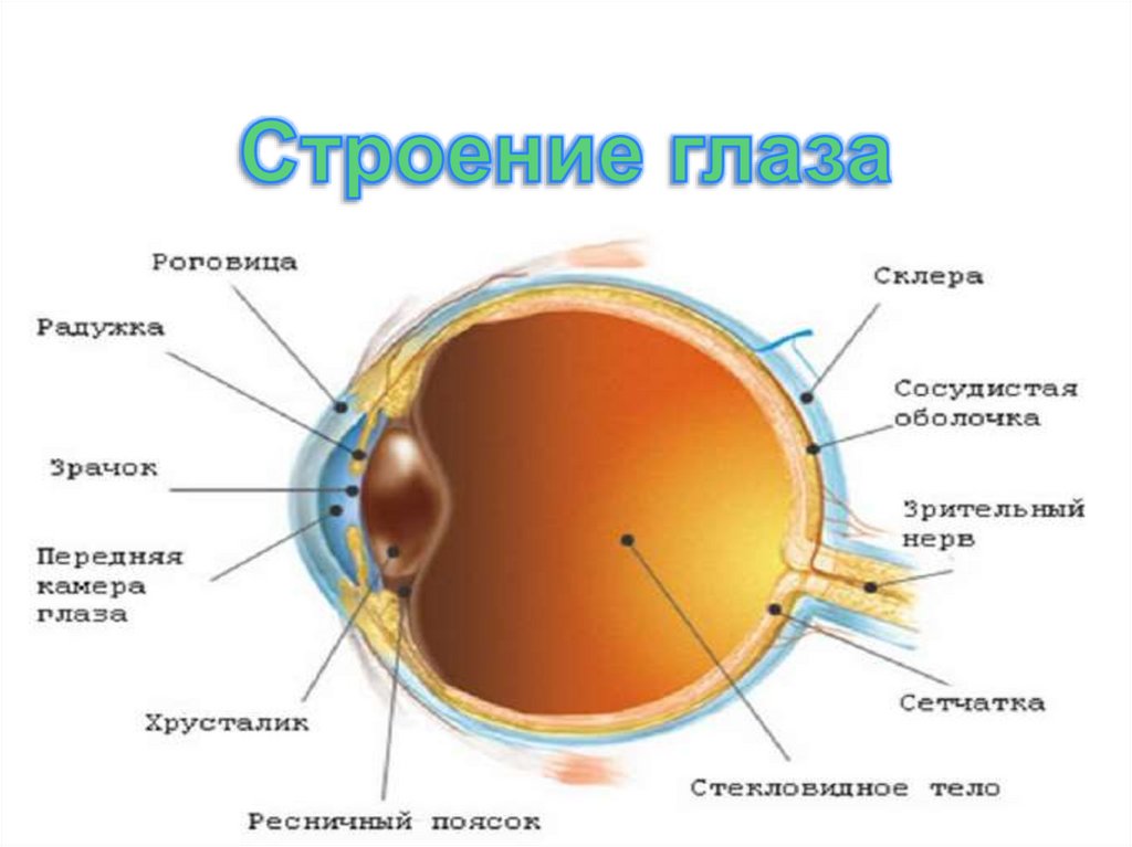 Орган зрения строение и функции глаза. Строение глаза строение и функции. Зрительный анализатор строение органа зрения. Орган зрения анатомия человека. Строение глаза человека схема и функции.