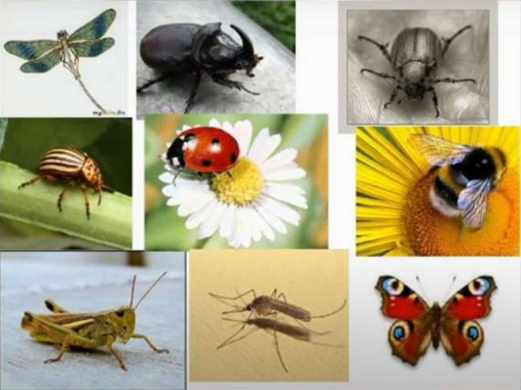 Насекомые урок 1 классе. Различные насекомые. Разнообразие насекомых. Насекомые коллаж. Много видов насекомых.