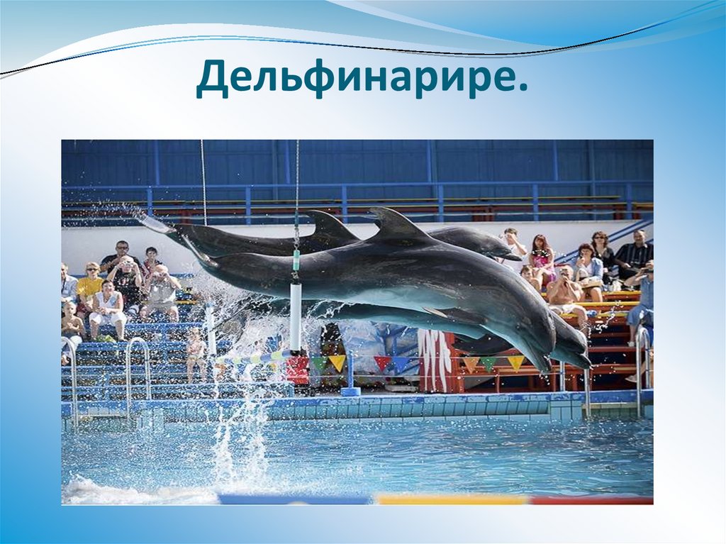 Дельфинарире.