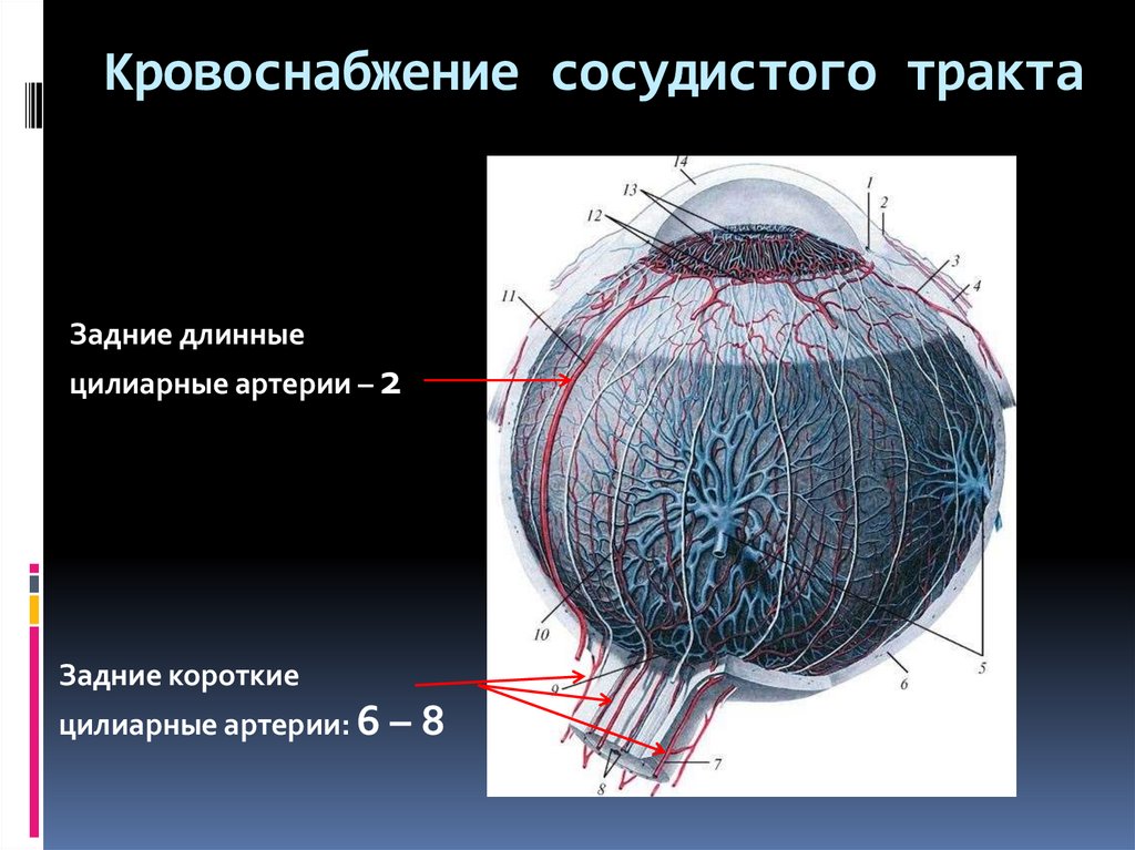 Презентация патология сосудистого тракта