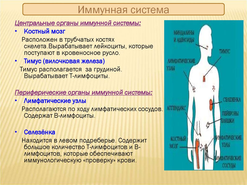 Иммунная карта 24 что показывает