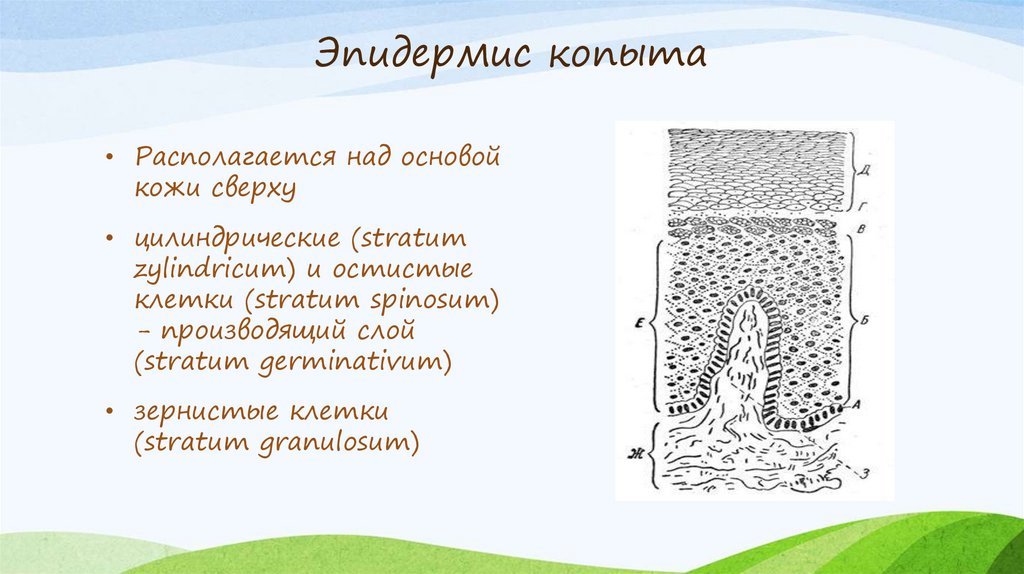 Какая часть копыта продуцирует листочковый рог