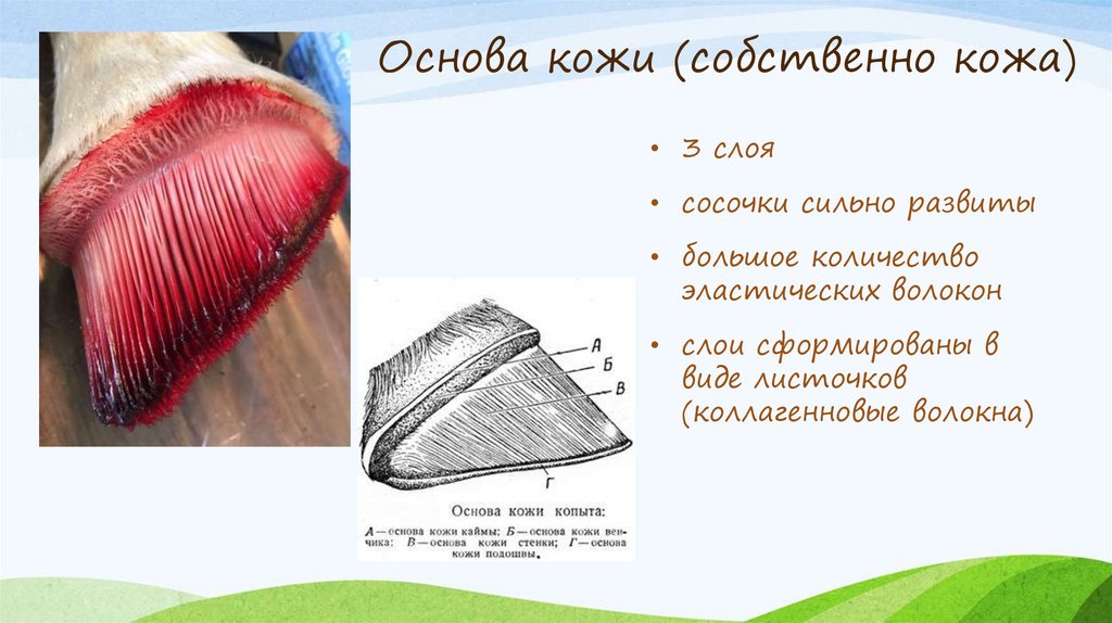 Строение стенки копыта. Гистология животных - презентация онлайн