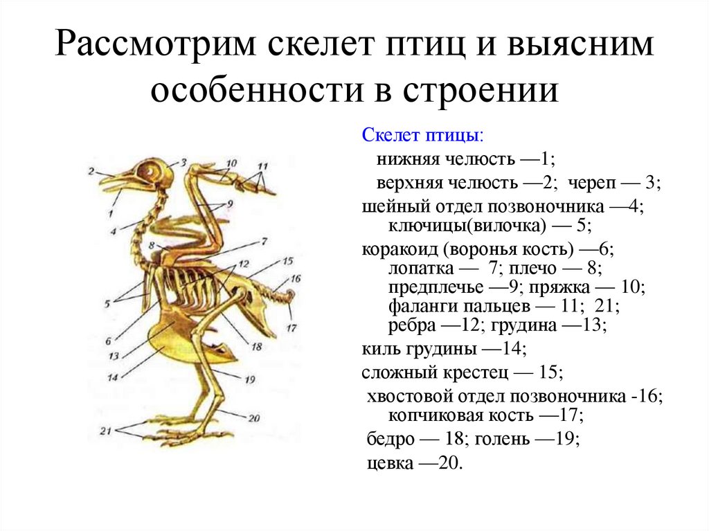 Изучение особенностей строения скелета птиц. Строение осевого скелета птиц. Опорно двигательная система птиц. Скелет птицы киль. Особенности строения скелета птиц.