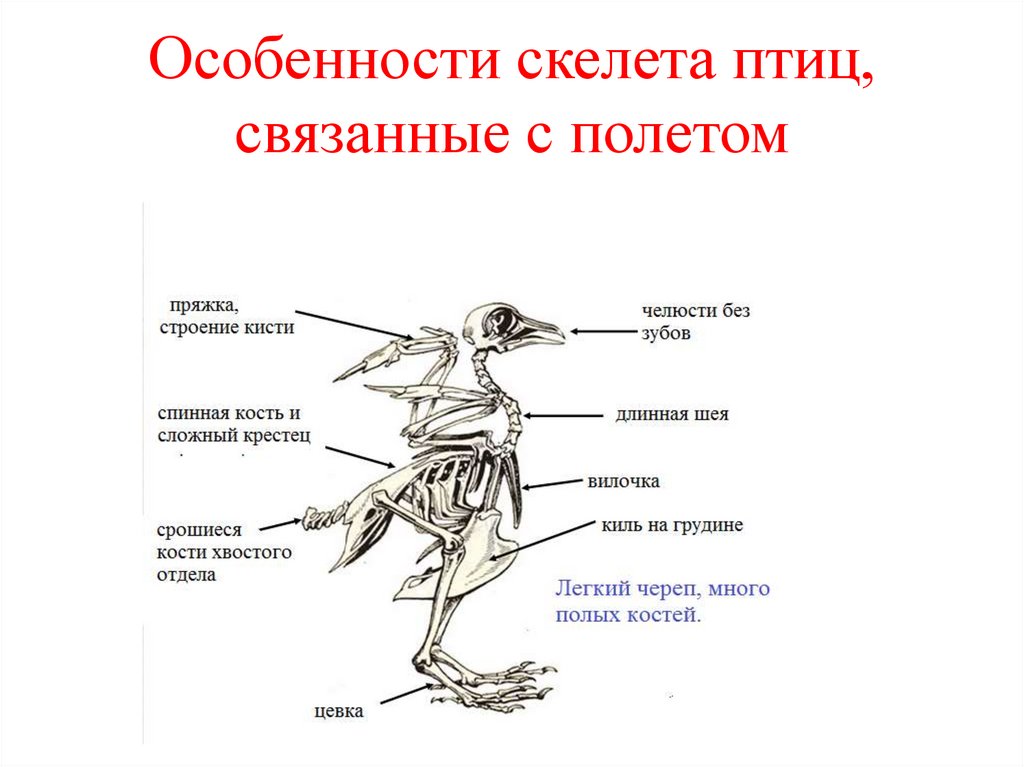 Скелет птиц приспособлен к полету. Особенности строения скелета птиц. Строение опорно двигательной системы птиц. Отделы скелета птиц 7 класс биология. Класс птицы опорно двигательная система.
