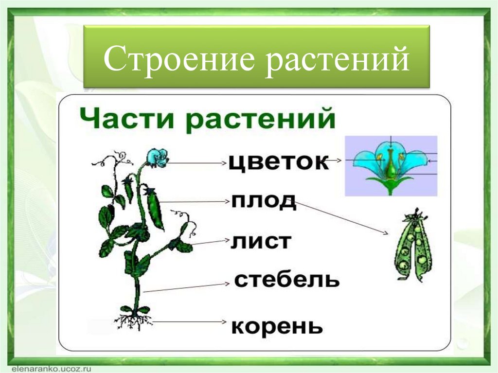 Назовите органов цветковых растений. Строение растения. Строение органов растений. Строение травы. Структура растения.