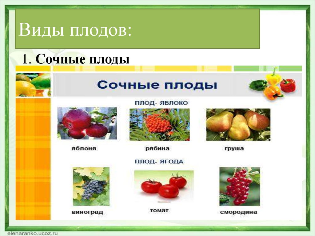 Виды плодов. Типы сочных плодов. Морковь сочный плод. Выберите из перечня только сочные плоды. Груши подарили нам сочные плоды словосочетания.