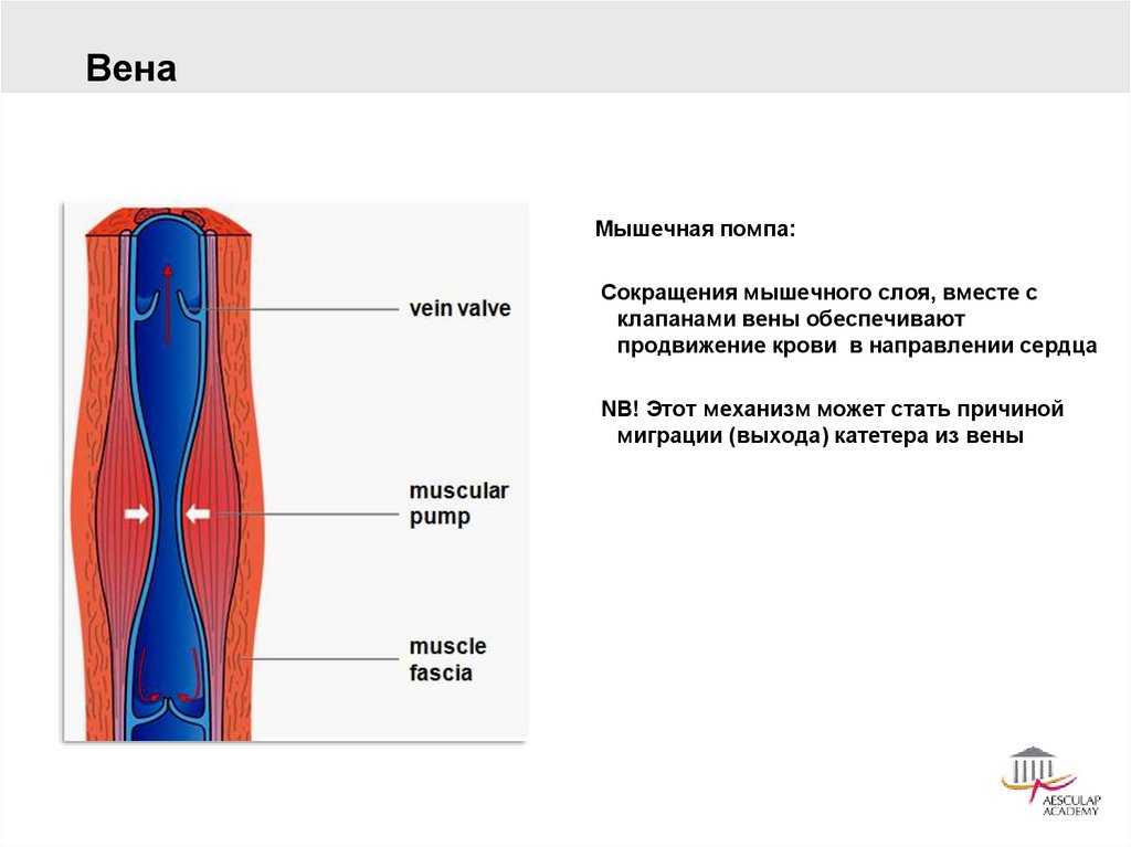 Центральное венозное