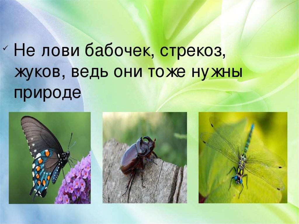 Не ловите насекомых. Не лови бабочек стрекоз. Бабочек, шмелей, стрекоз и других насекомых. Не ловите бабочек. Не ловите бабочек стрекоз Жуков.