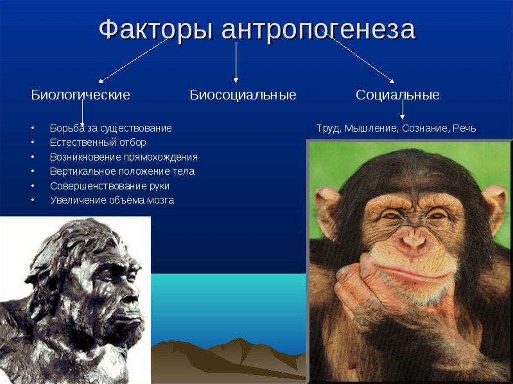Эволюционное происхождение человека презентация 9 класс пономарева. Факторы антропогенеза. Биологический Антропогенез. Биологические факторы антропогенеза. Эволюция приматов презентация.