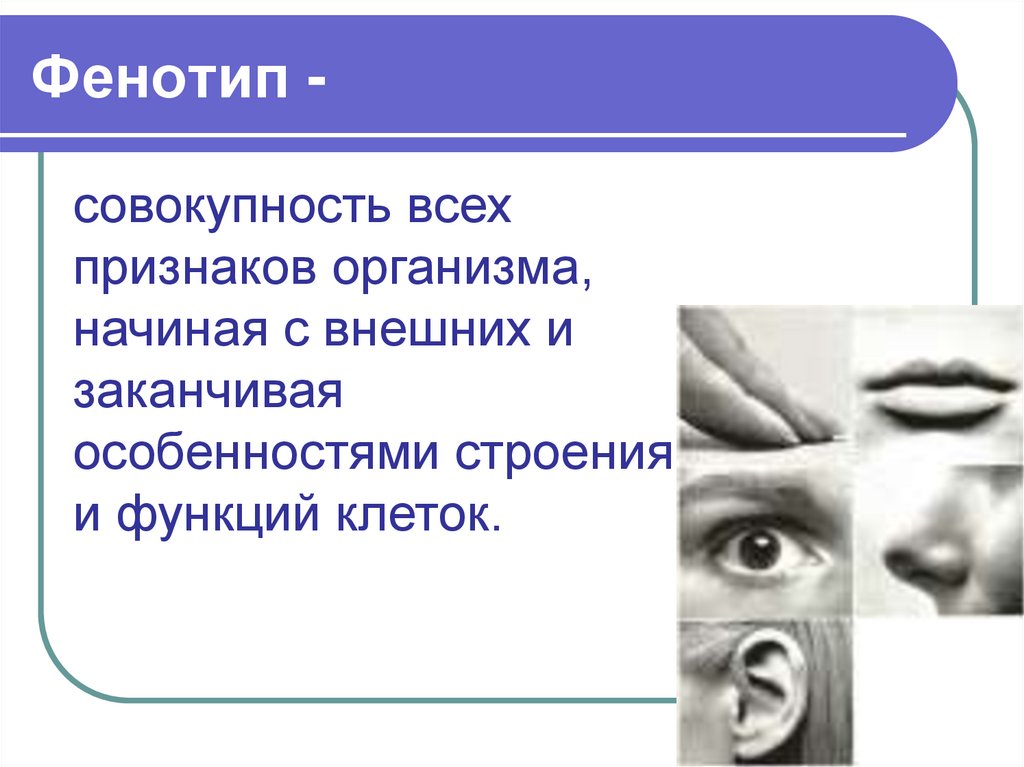 Внешние признаки организма. Фенотип это совокупность всех. Особенности фенотипа. Фенотипические признаки человека. Фенотип совокупность всех признаков.