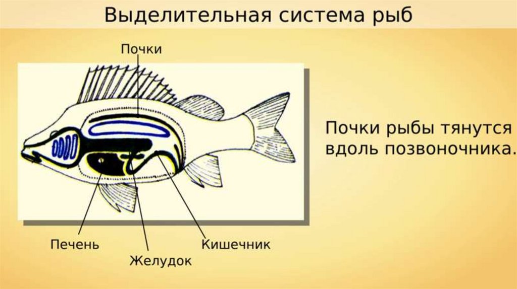 Выделительная система рыб схема