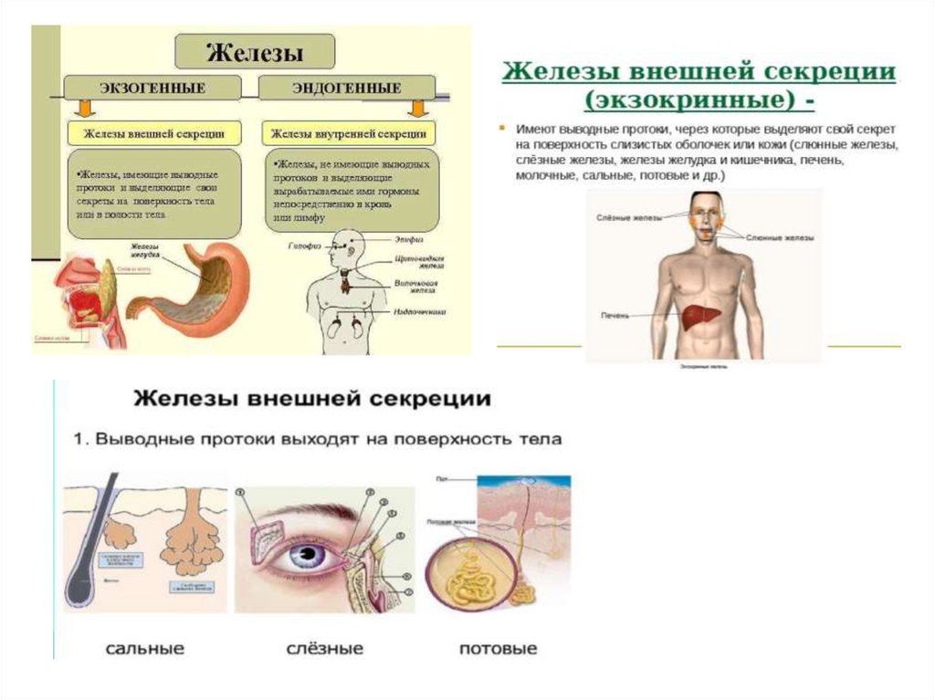 Эндокринные заболевания человека. Железы внутренней секреции человека 8 класс биология. Болезни эндокринной системы человека. Железы внутренней и внешней секреции. Секреции эндокринных желез.