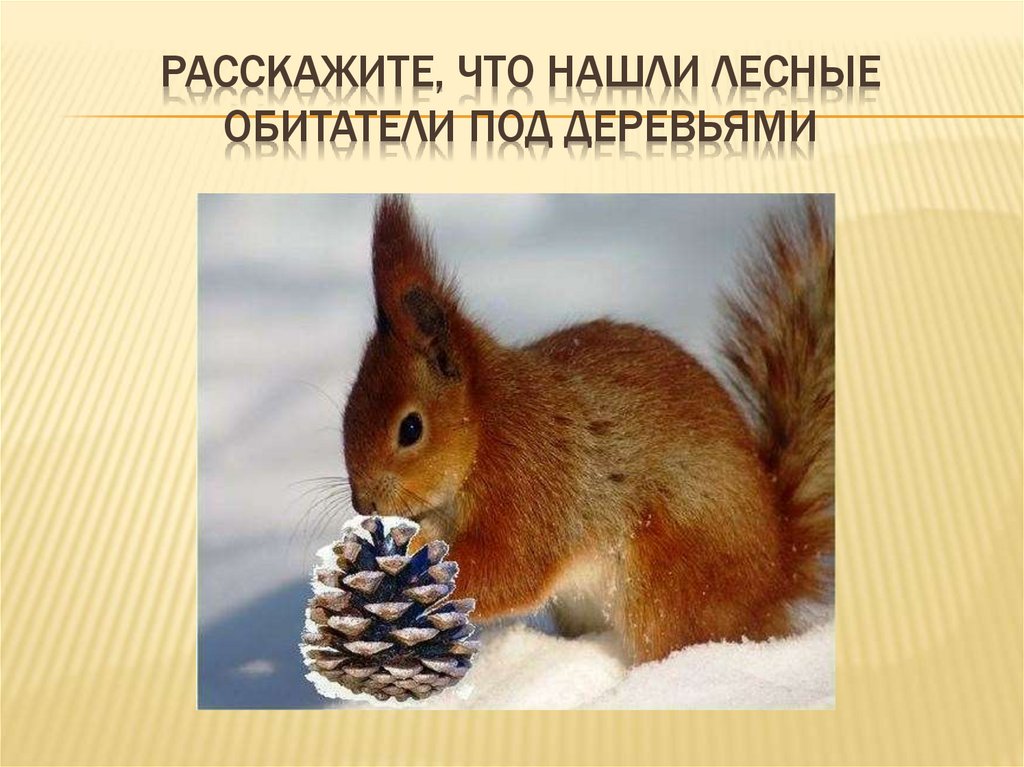 Расскажите, что нашли лесные обитатели под деревьями