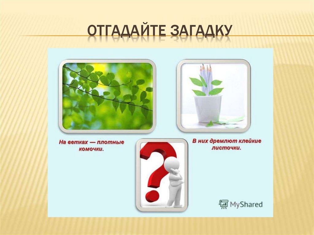 Отгадайте загадку