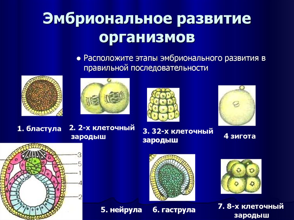 Эмбриональное развитие строение. Эмбриональное развитие. Этапы эмбрионального развития. Фазы эмбрионального развития. Последовательность эмбрионального развития.