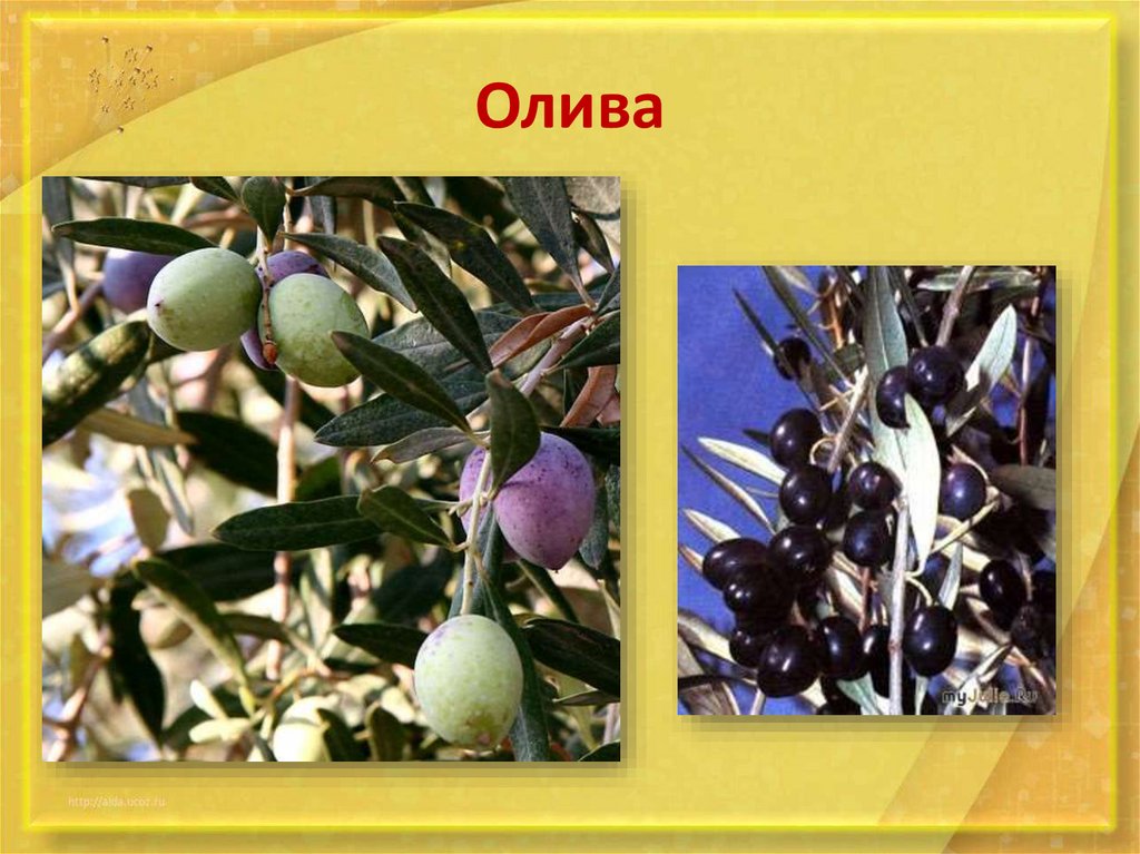 Южная Европа. Страны Пиренейского полуострова - презентация онлайн