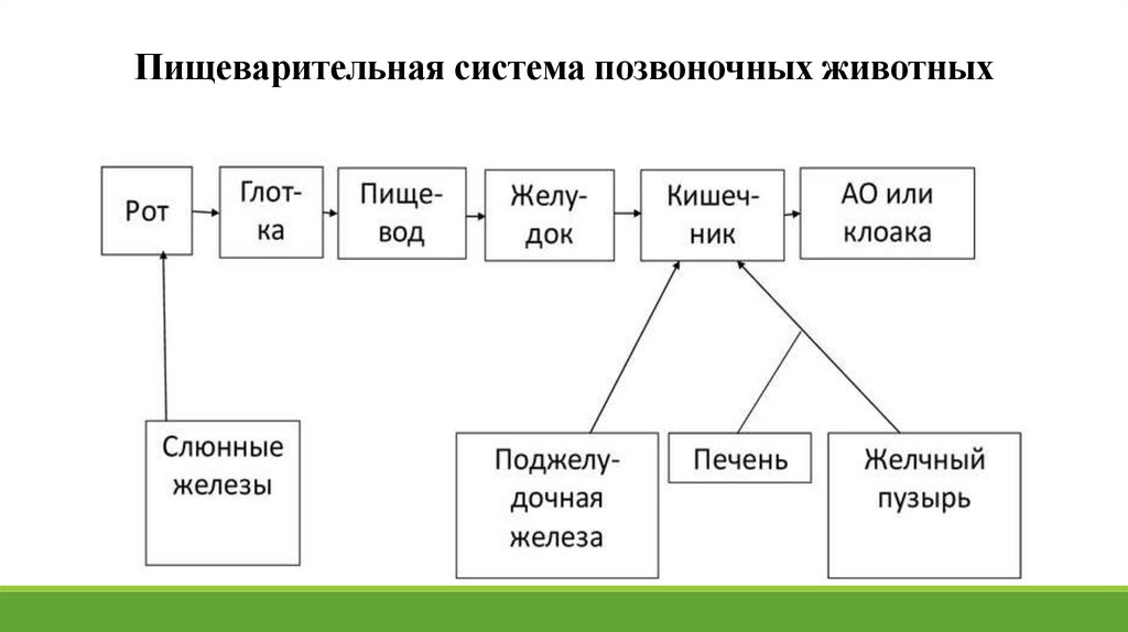 Органы пищеварения обмен веществ и превращение энергии 7 класс презентация