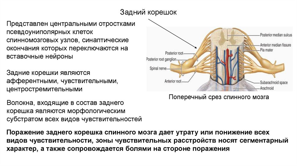 Тело и отростки расположены в спинном мозге. Функции задних Корешков спинного мозга. Функции передних и задних Корешков спинного мозга. Функции передних и задних Корешков спинного мозга кратко. Поражение заднего корешка спинного мозга.