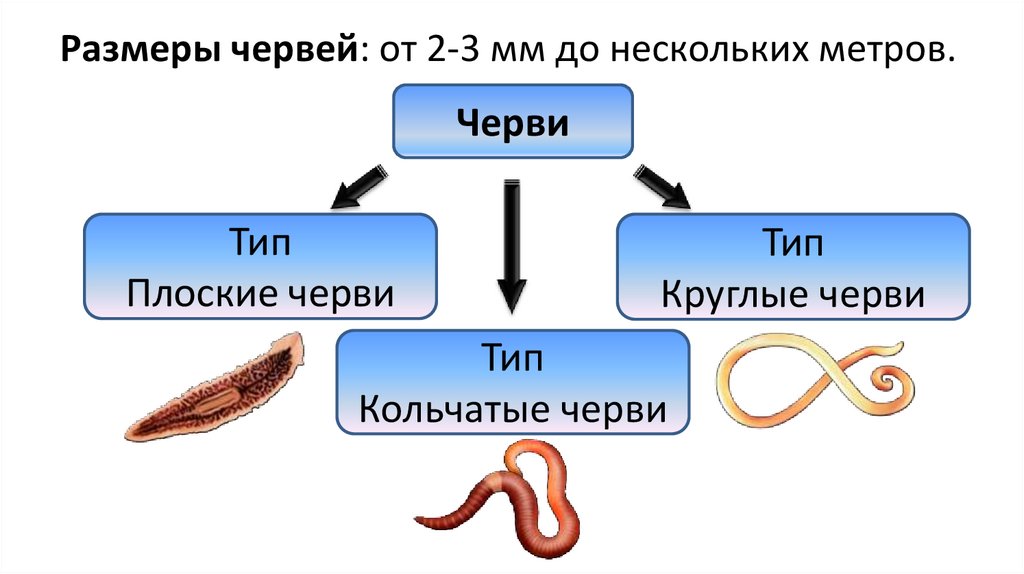 Группа черви признаки группы. Типы плоские черви круглые черви кольчатые черви. Типы червей схема. Тип плоские черви 3 класса. Классификация плоских червей схема.