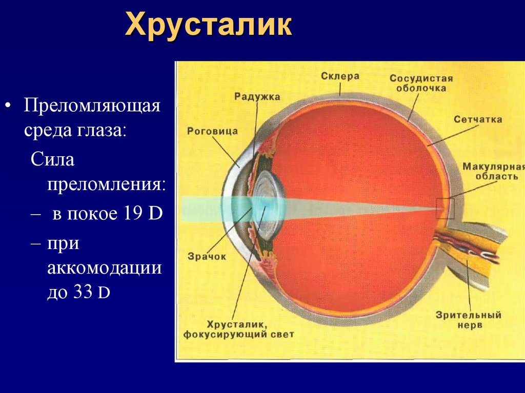Свет попадает в глаз через. Преломляющая сила роговицы. Строение хрусталика глаза анатомия. Склера роговица хрусталик. Глазной хрусталик анатомия глаза.