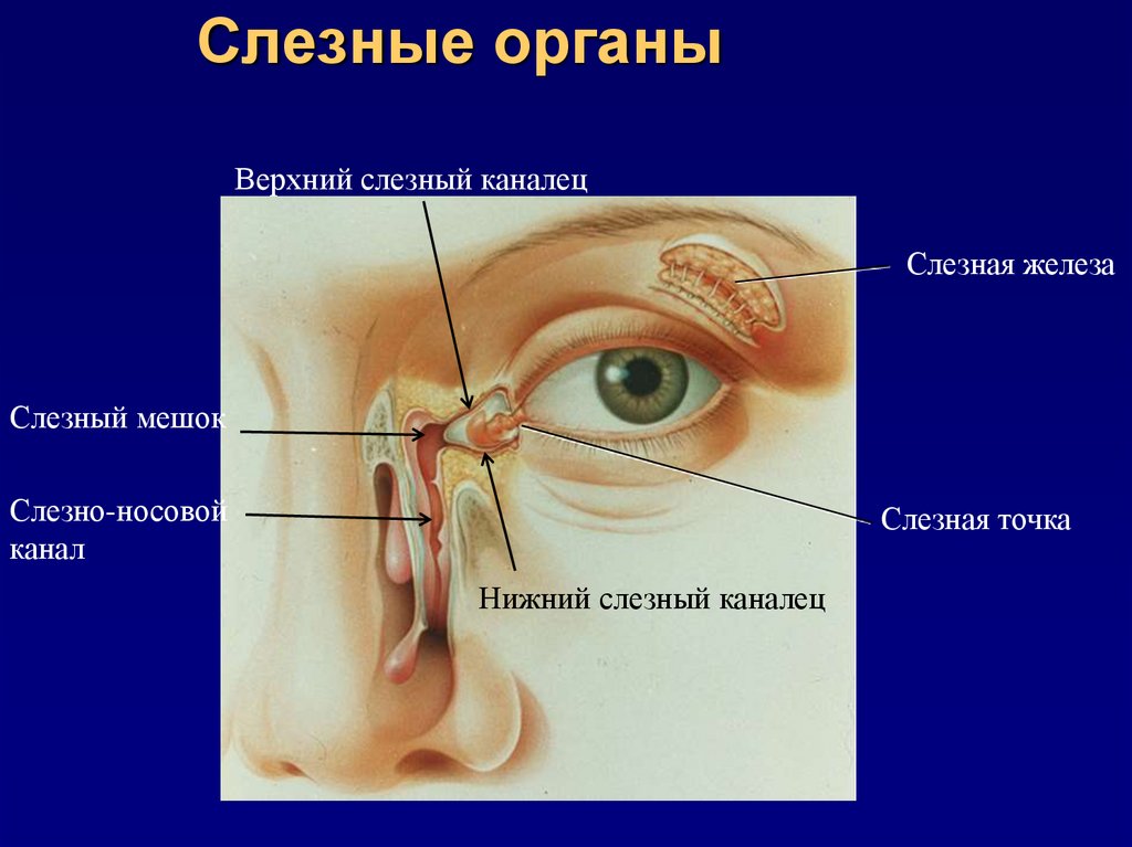 Где слезные железы. Строение глаза слезный мешок , железа. Слёзная железа анатомия. Анатомия слезного канала у человека. Слезный аппарат анатомия.