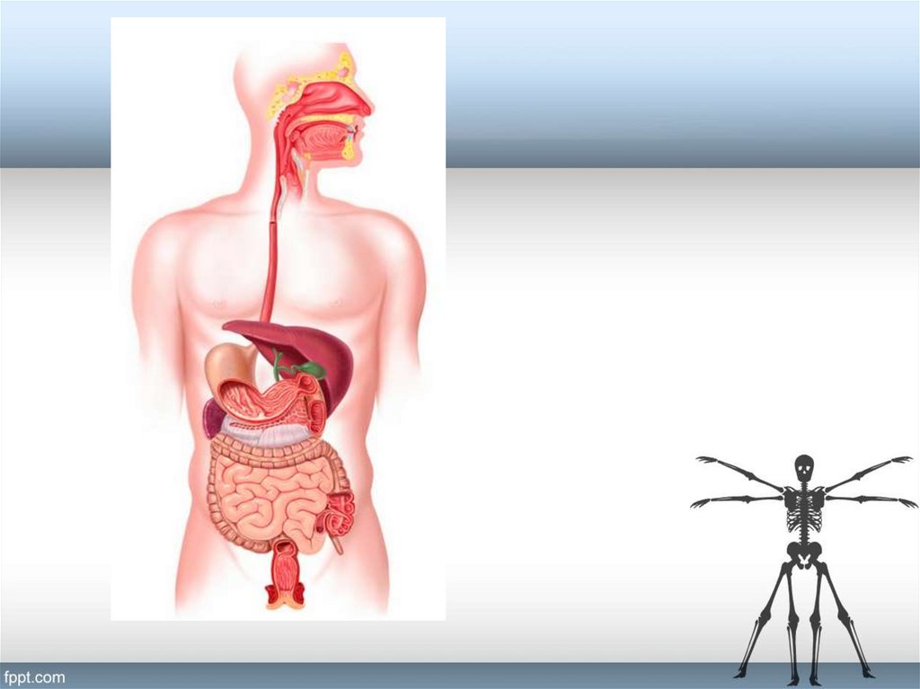Пищеварительная система картинки для презентации
