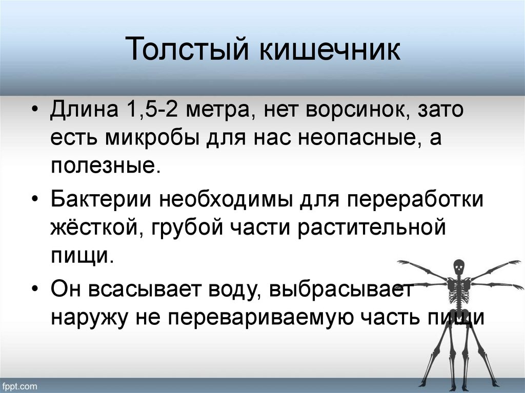 Толстый кишечник