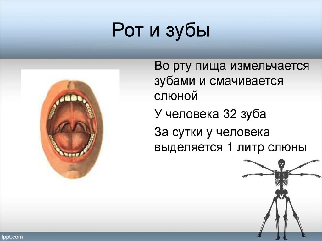 Здесь пища смачивается слюной. Пищеварительная система человека зубы. Ротовая система человека. В ротовой полости пища измельчается. В ротовой полости пища и смачивается слюной.