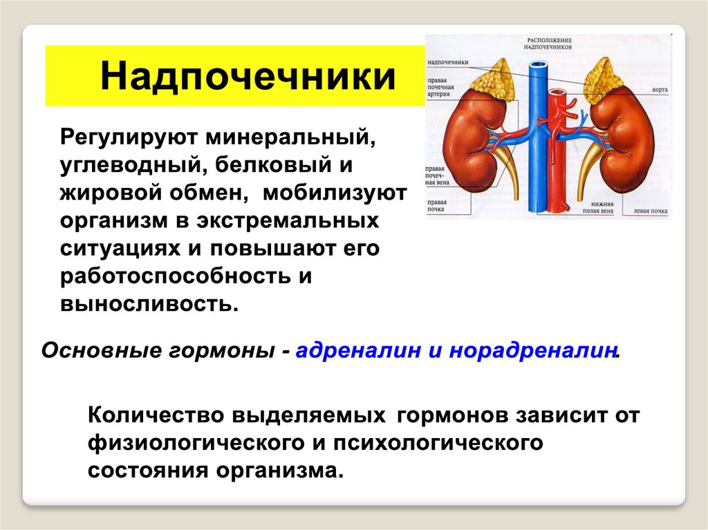 Презентация надпочечники 8 класс