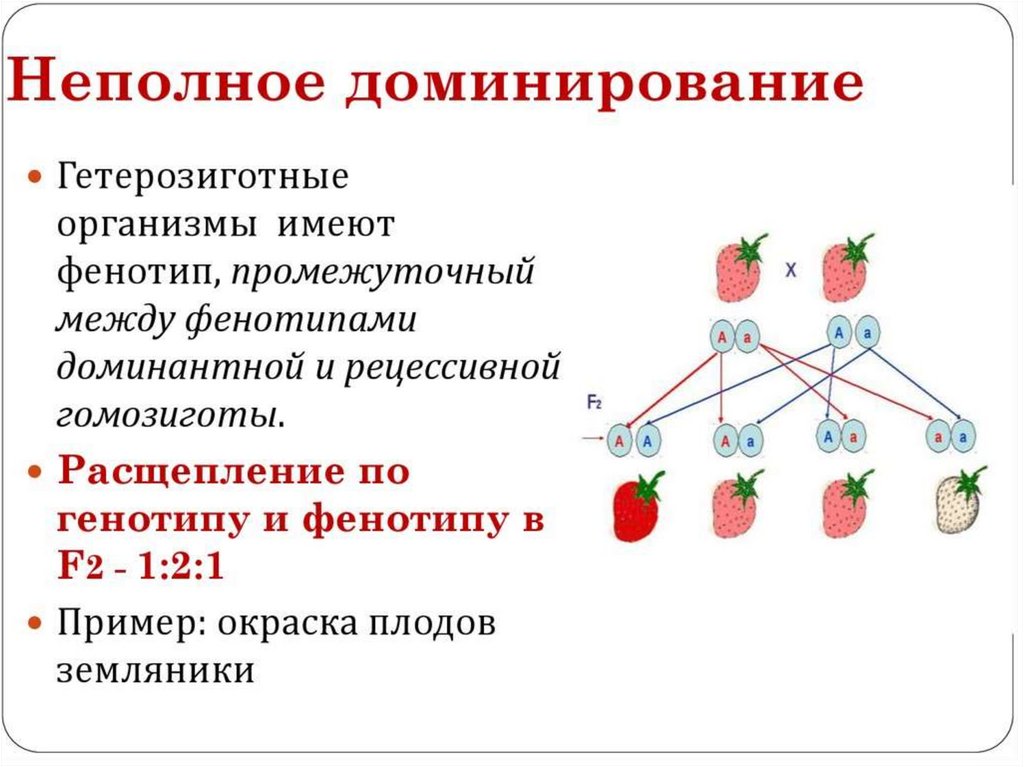 Первый закон менделя презентация 9 класс