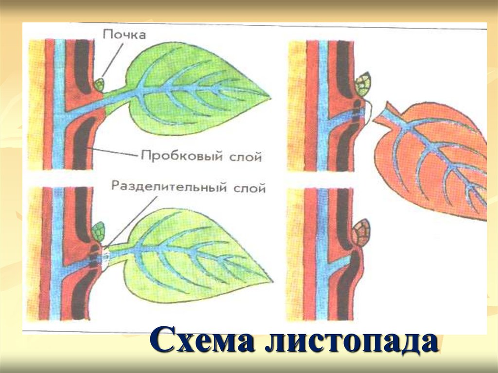 Какое явление из жизни растений изображено на рисунке листопад