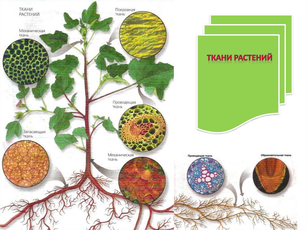 Какие существуют ткани растений. Ткани растений. Tekana rasteniya. Ткани растений и их части. Ткани растений рисунки.