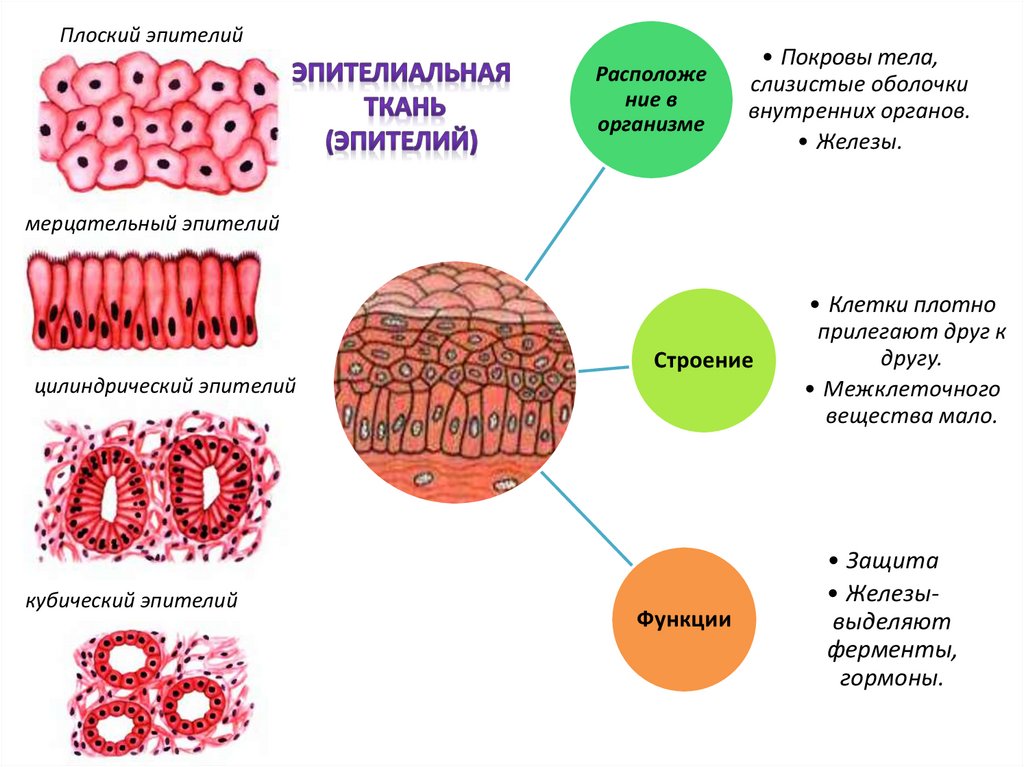 Эпителиальной клеткой является. Эпителиальная ткань системы органов. Эпителиальная ткань человека система органов. Плоский эпителий функции. Эпителий ткань биология 7 класс.