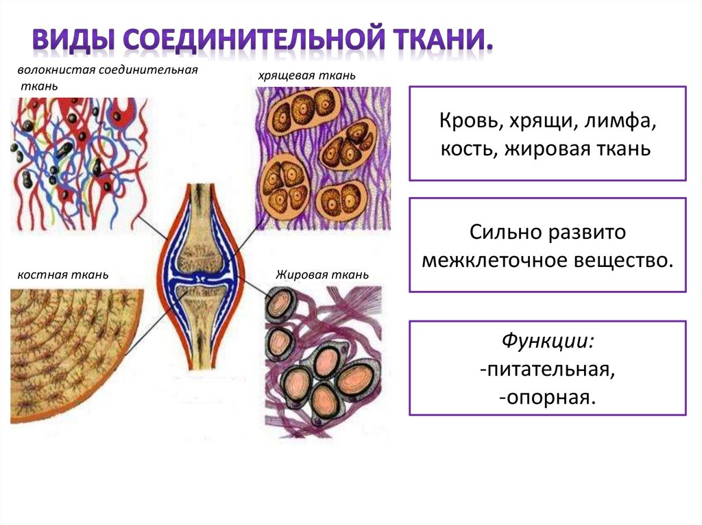 Вид соединительной ткани хряща. Соединительная ткань кровь хрящевая. Соединительная ткань жировая хрящевая костная. Хрящевая соединительная ткань строение. Скелетные соединительные ткани схема.