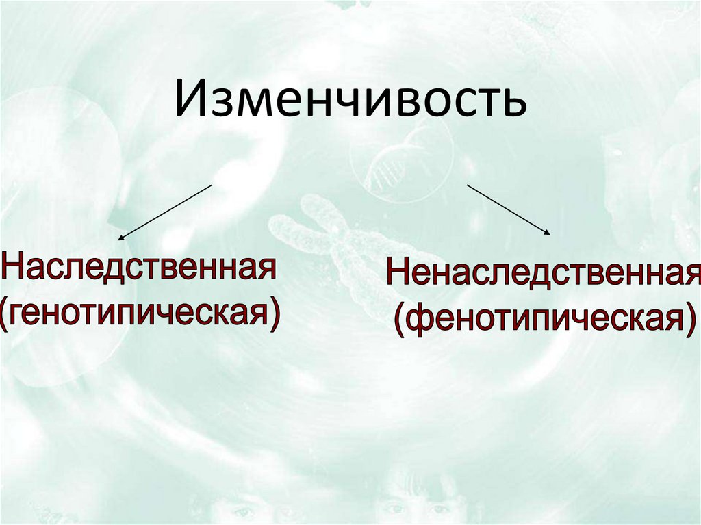 Изменчивость наследственная и ненаследственная презентация