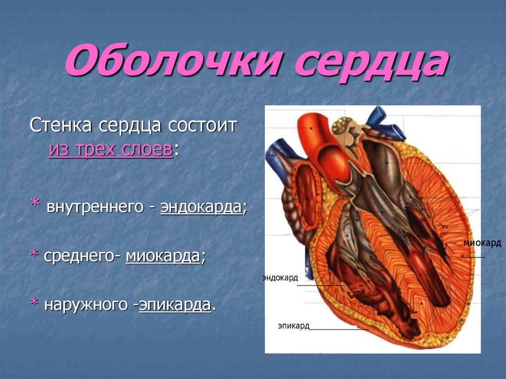 Строение стенки сердца презентация