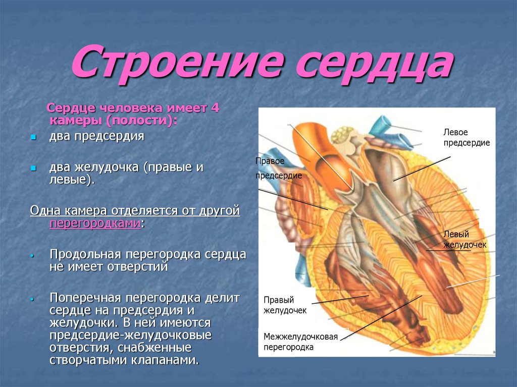 Сердце физиология презентация