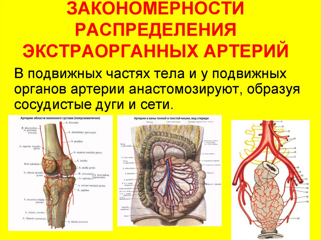 Анатомия ангиология в схемах