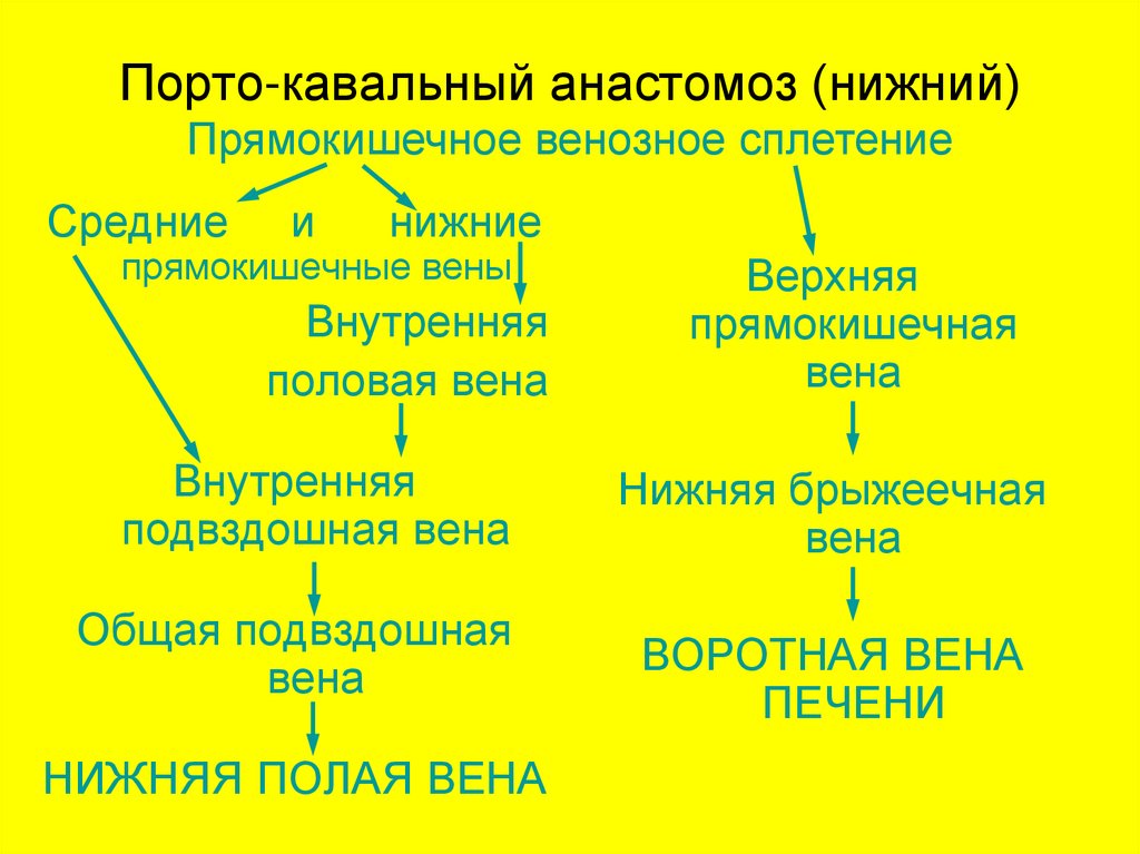 Порто кава. Порто-кавальный анастомоз. Портокавальные и кавакавальные анастомозы таблица. Кавакавальные анастомозы анатомия. Портокавальные анастомозы группы.