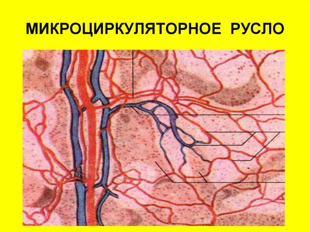 Микроциркуляторное русло. Микроциркуляторное русло анатомия. Сосуды микроциркуляторного русла гистология рисунок. Микроскопия микроциркуляторное русло гистология. Сосуды микроциркуляторного русла строение.