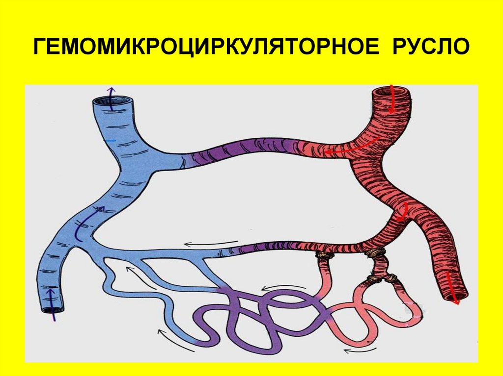 Микроциркуляторное русло схема