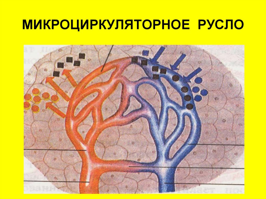 Микроциркуляторное русло схема