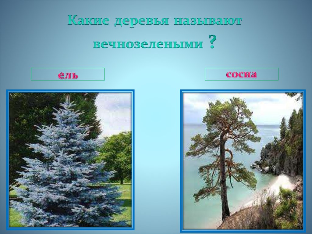 Дерево зовет. Какие деревья называют вечнозелеными. Какие деревья называют вечнозелеными? (Ель, сосна). Вечнозелёные растения ель и сосна. Какие деревья называют вечнозелеными почему.