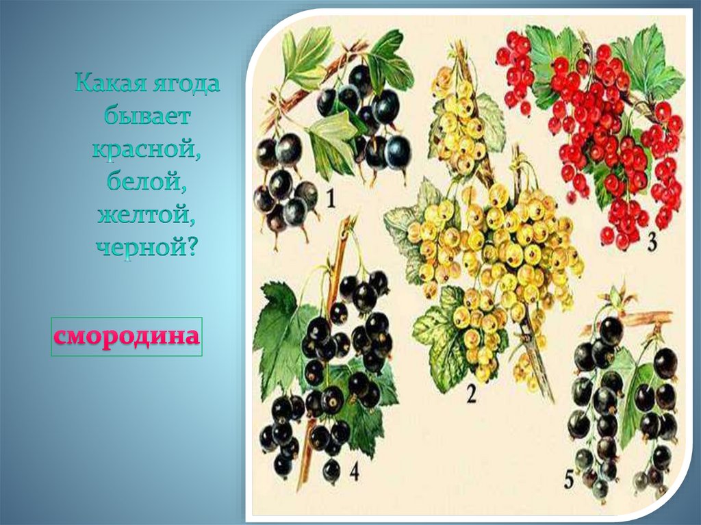 какая ягода бывает красной белой. какая ягода бывает красной белой. сообщение биология вокруг нас. какая ягода бывает красной белой жёлтой черной. какая ягода бывает и черной и красной.