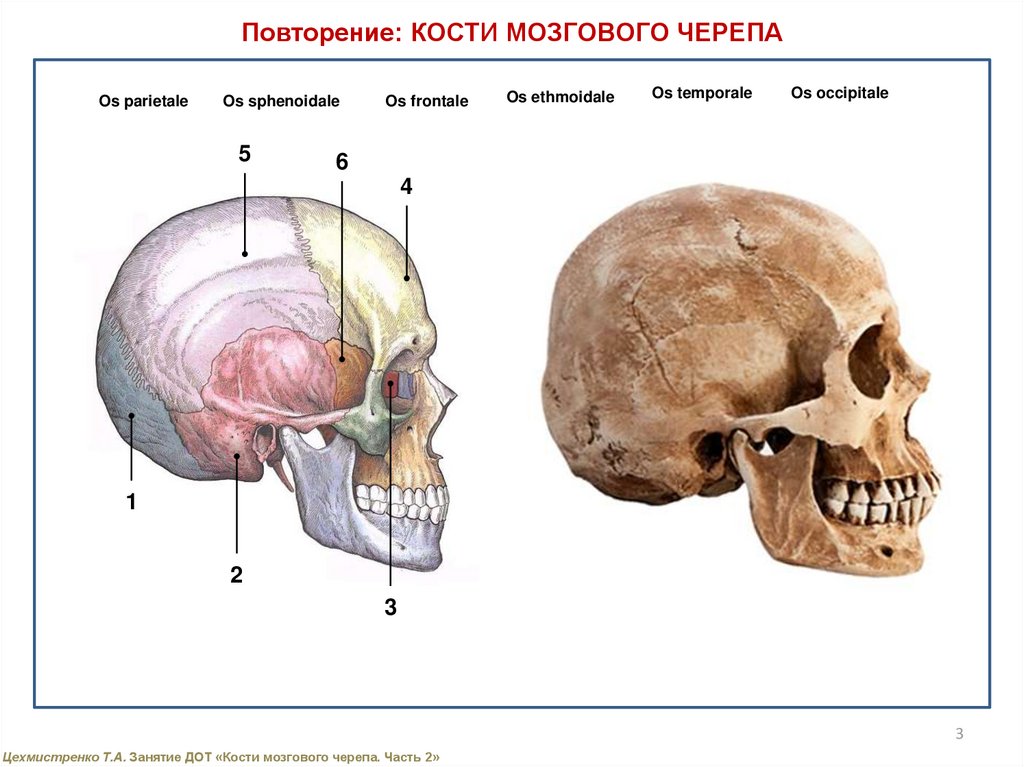 Мозговая лицевая часть черепа. Мозговая часть черепа. Кости мозговой части черепа. Череп со всех сторон.